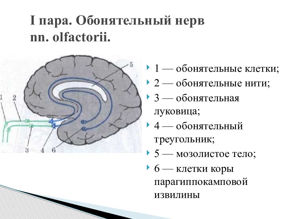 Схема 1 пары черепных нервов