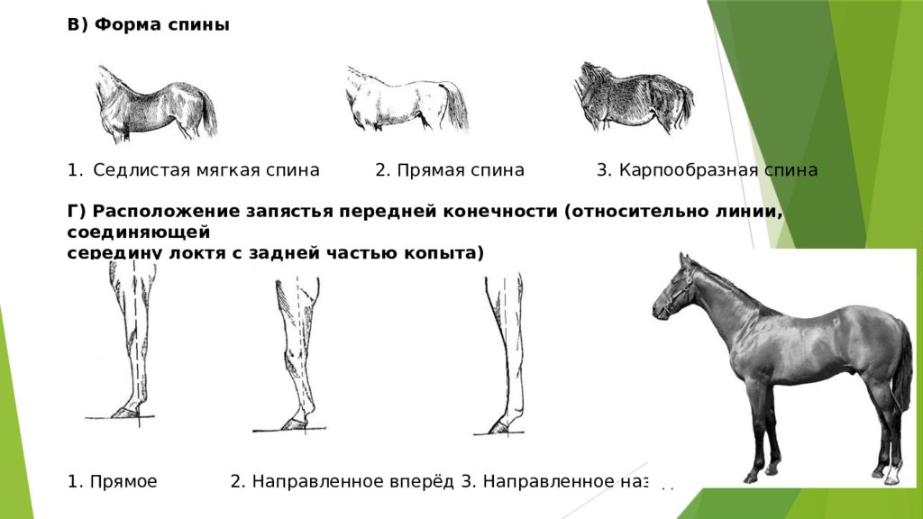 Лошади задачи. Форма спины лошади. Лошадь спиной. Карпообразная спина у лошади. Мягкая спина у лошади.