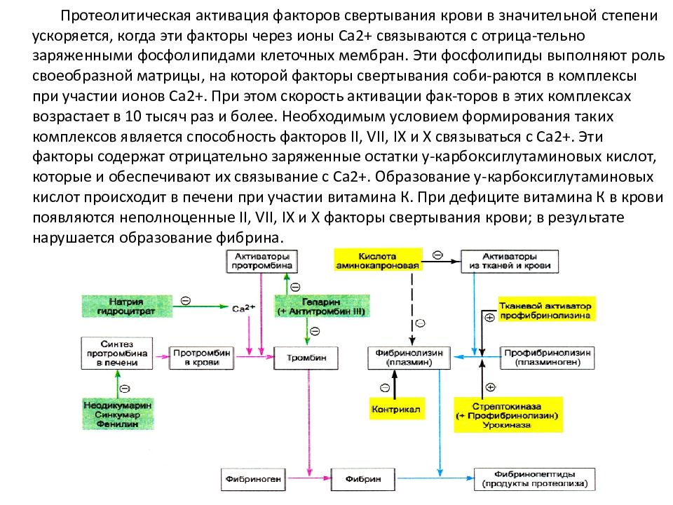 Факторы свертывания крови схема