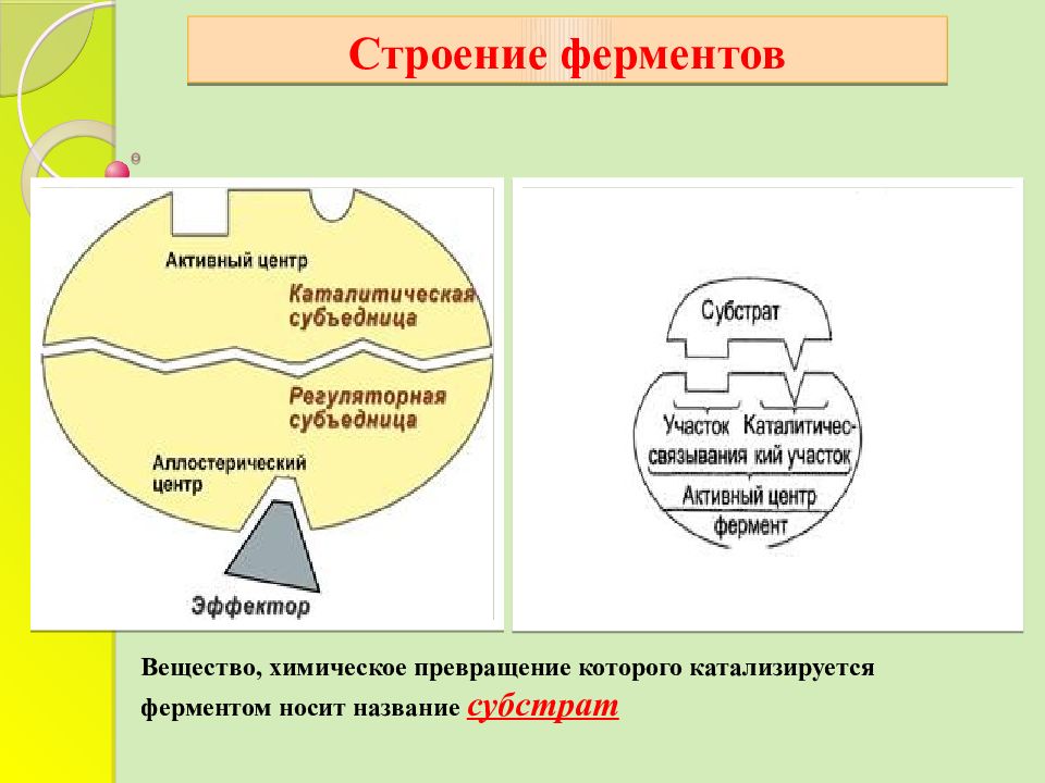 Строение фермента схема