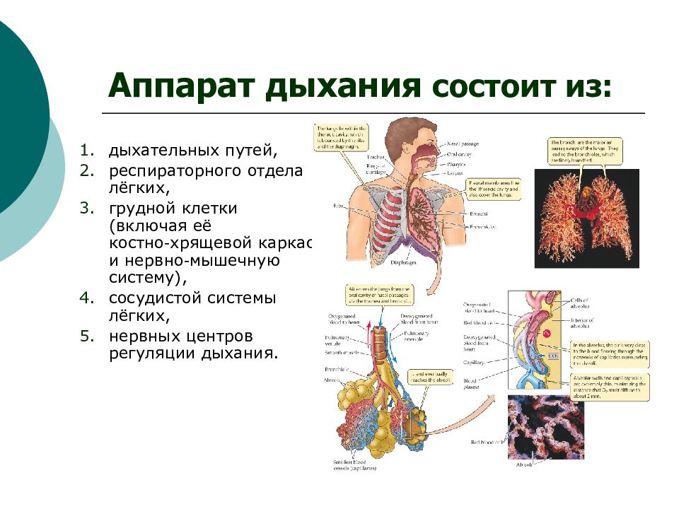 Респираторный отдел легких. Анатомия и физиология дыхательной системы презентация. Физиологические процессы дыхательной системы. Респираторный отдел.
