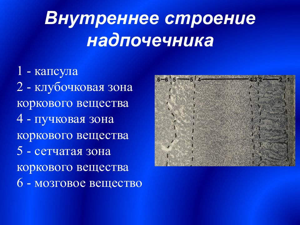 Внутреннее веществ. Надпочечники внутреннее строение. Зоны коркового вещества надпочечников. Клубочковой зоны коркового вещества надпочечников. Внутреннее строение надпочечников анатомия.