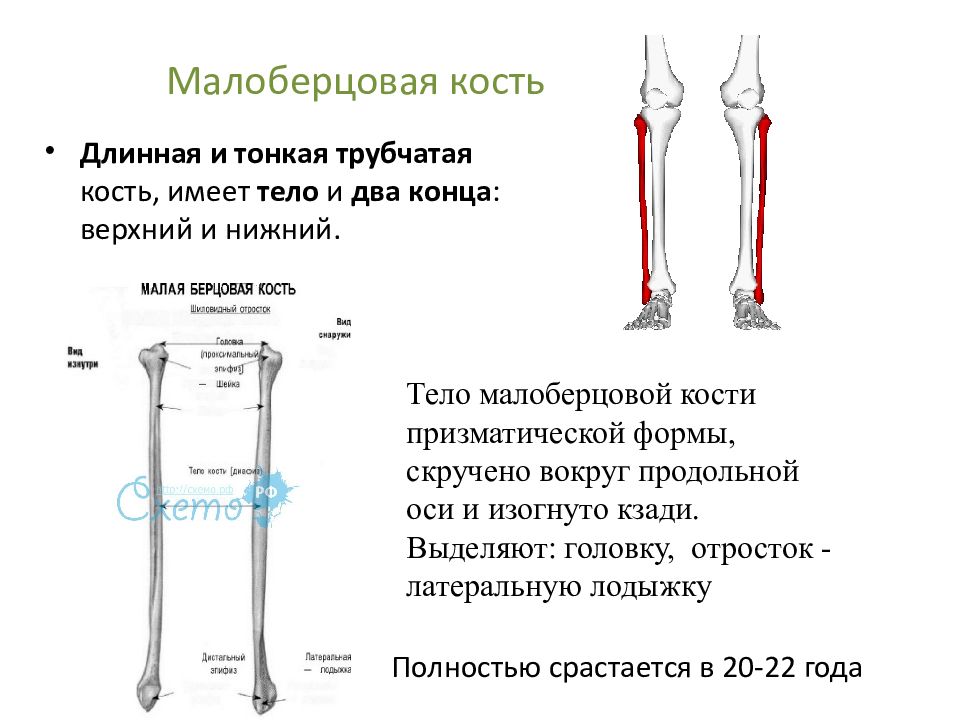 Малоберцовая кость на скелете человека