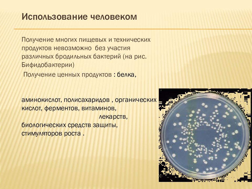 презентация: Тема: «ВИДЫ БАКТЕРИЙ»
