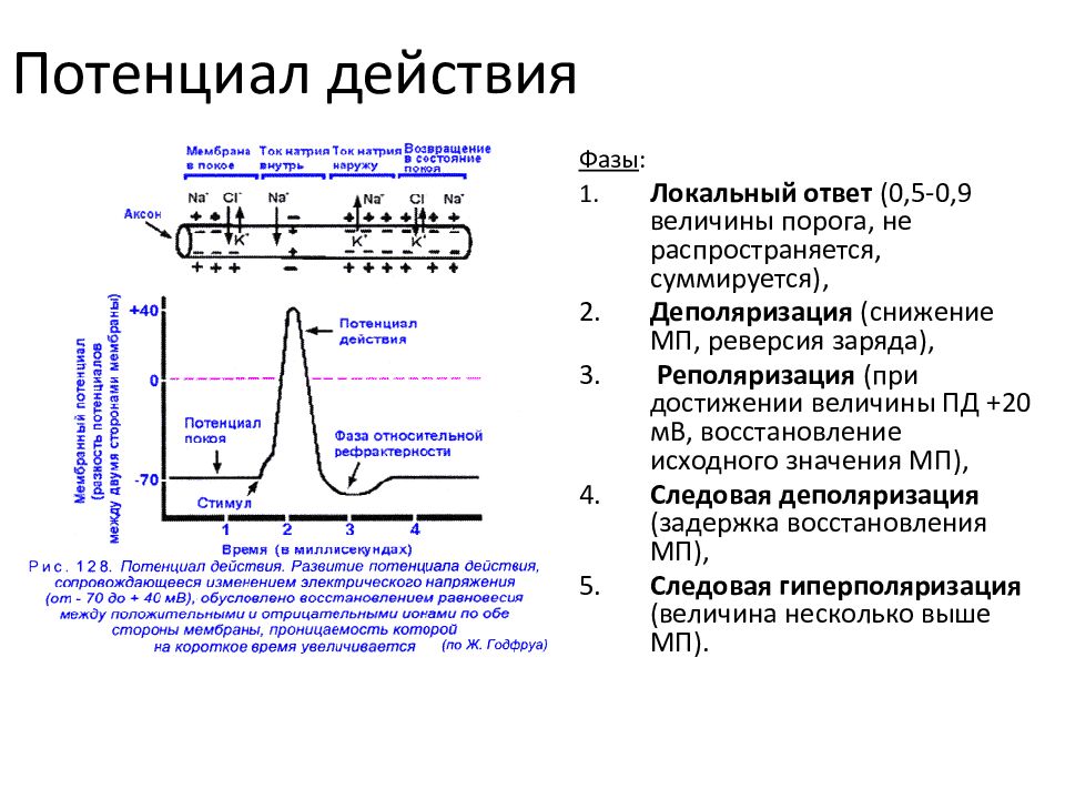 Схема потенциала действия физиология