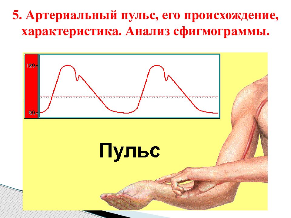 Алгоритм пульса. Пульс и его характеристики. Характеристики артериального пульса. Артериальный пульс. Пальпация артериального пульса.