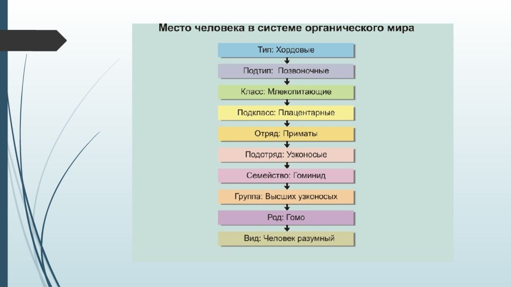 Систематика человека презентация