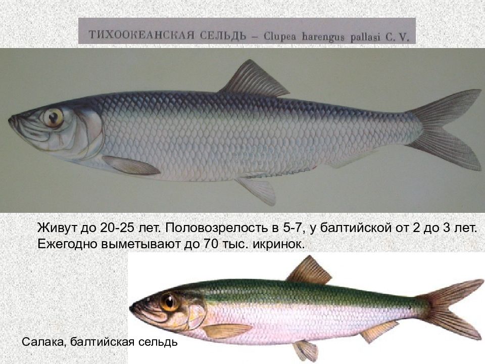 Каспийская сельдь залом отличие от атлантической