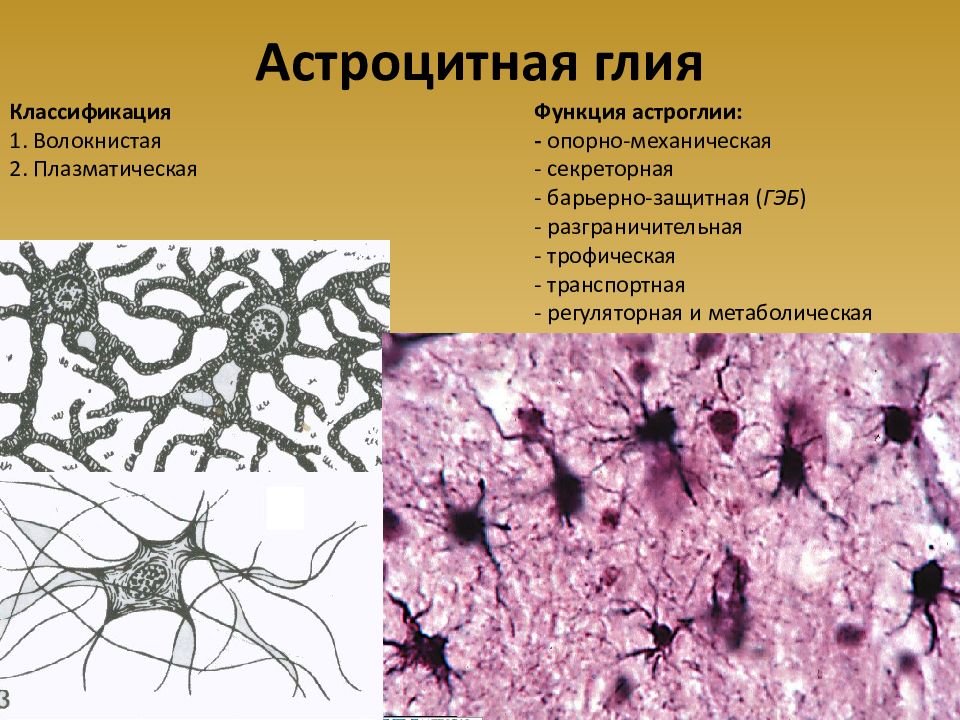 Какая ткань организма человека содержит глиальные клетки. Строение нейроглии гистология. Нервная ткань классификация глии. Астроцитная глия препарат гистология. Волокнистые астроциты гистология.
