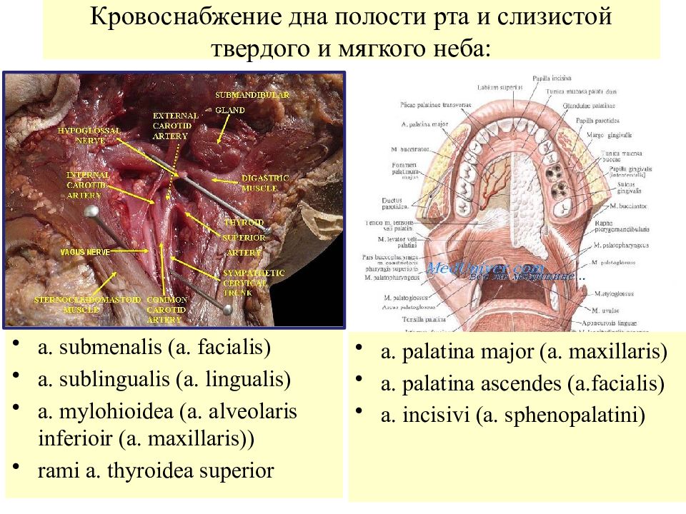 Небо фото анатомия