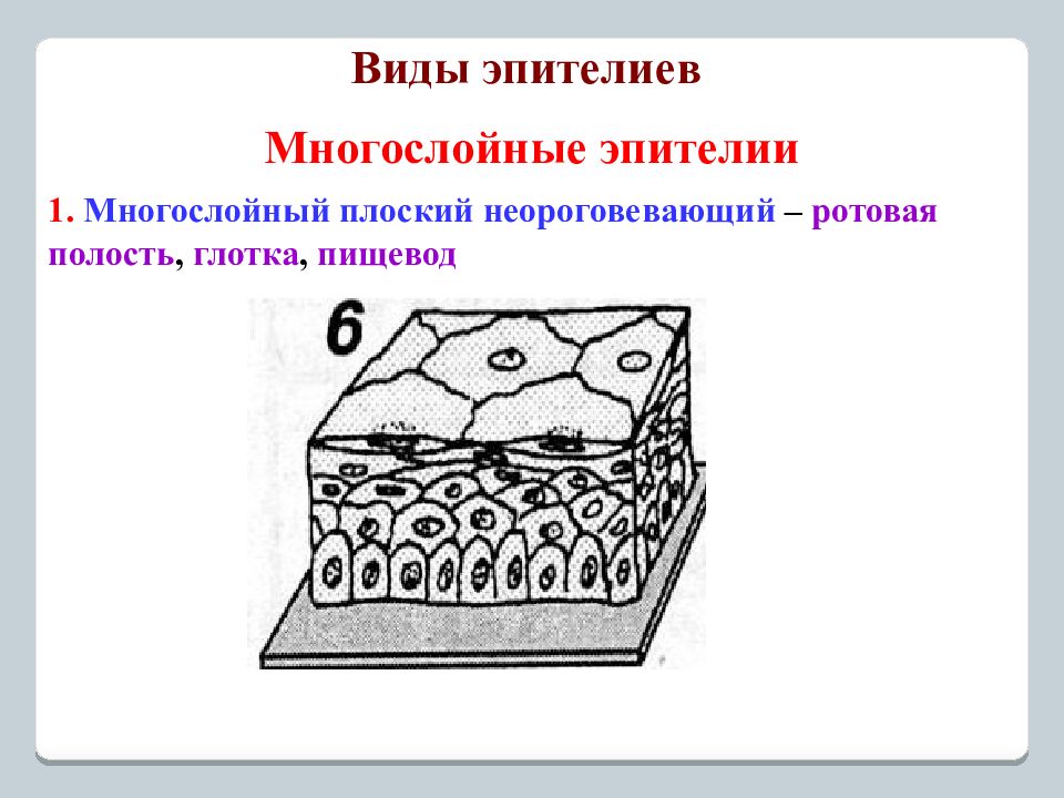 Многослойный неороговевающий эпителий рисунок