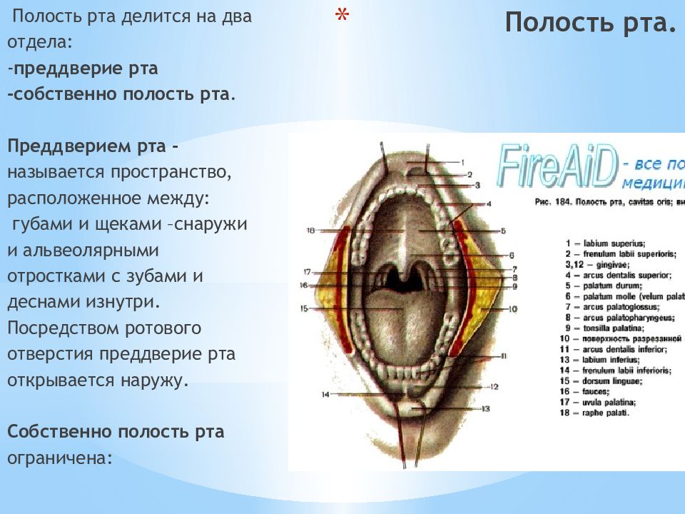 В преддверие или в преддверии. Строение преддверия рта. Полость рта преддверие и собственно полость рта. Ротовая полость делится на.