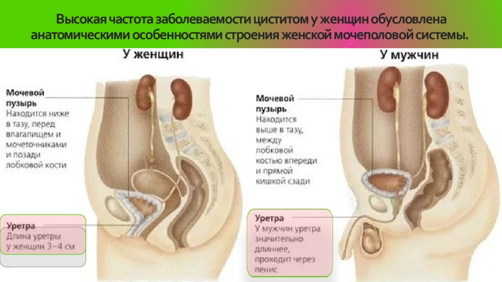 Уретра у женщин схема