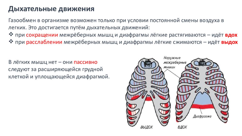 Дыхательная ткань. Дыхательные движения газообмен в легких. Газообмен в лёгких и тканях дыхательные движения. Дыхательные движения при вдохе. Дыхательные движения схема.