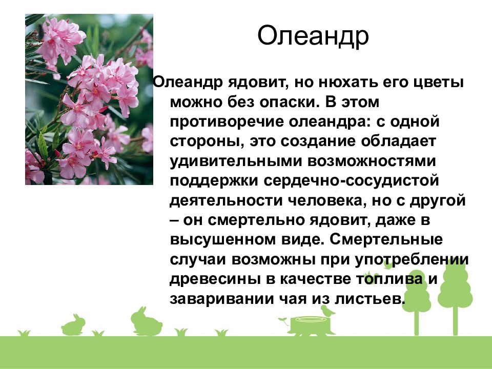 Олеандр черешковый или сидячий. Олеандр опасное растение. Олеандр ядовитое растение. Олеандр он ядовитый. Олеандр цветок опасен.