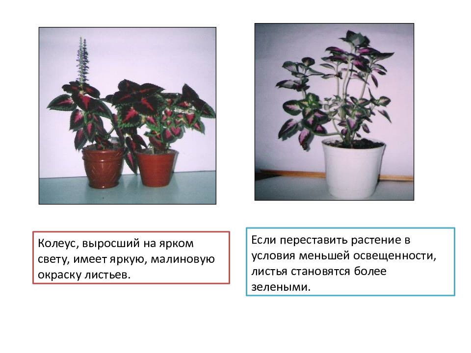 Это комнатное растение отличается эффектной окраской листьев. Влияние света на рост и развитие колеуса. Влияние различной освещенности на окраску листьев колеуса. Картинка влияние света на рост и развитие колеуса.