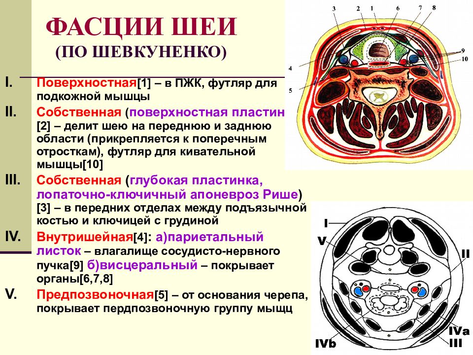 Фасции шеи схема