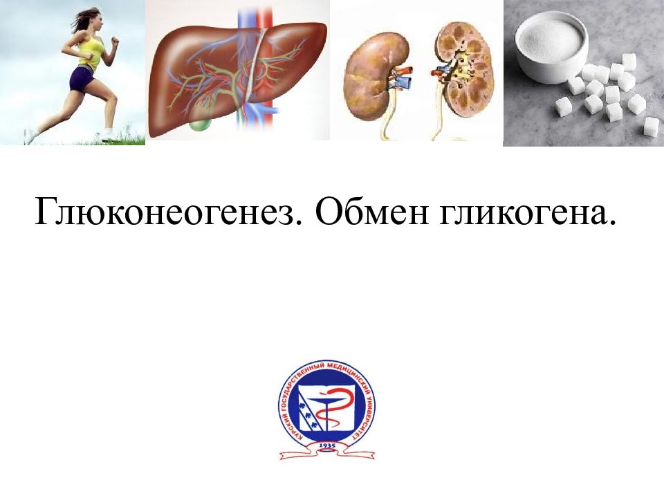 Глюконеогенез. Обмен гликогена.