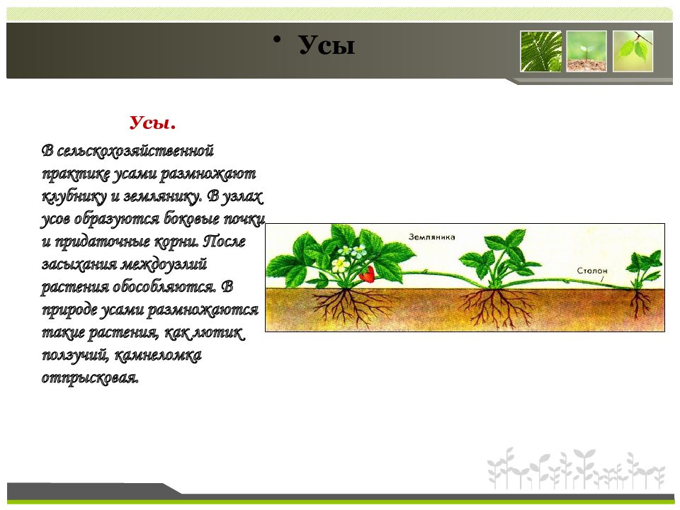 Столон примеры. Растения которые размножаются усами. Способ размножения усами. Размножение клюквы усами. Луговой чай размножение усами