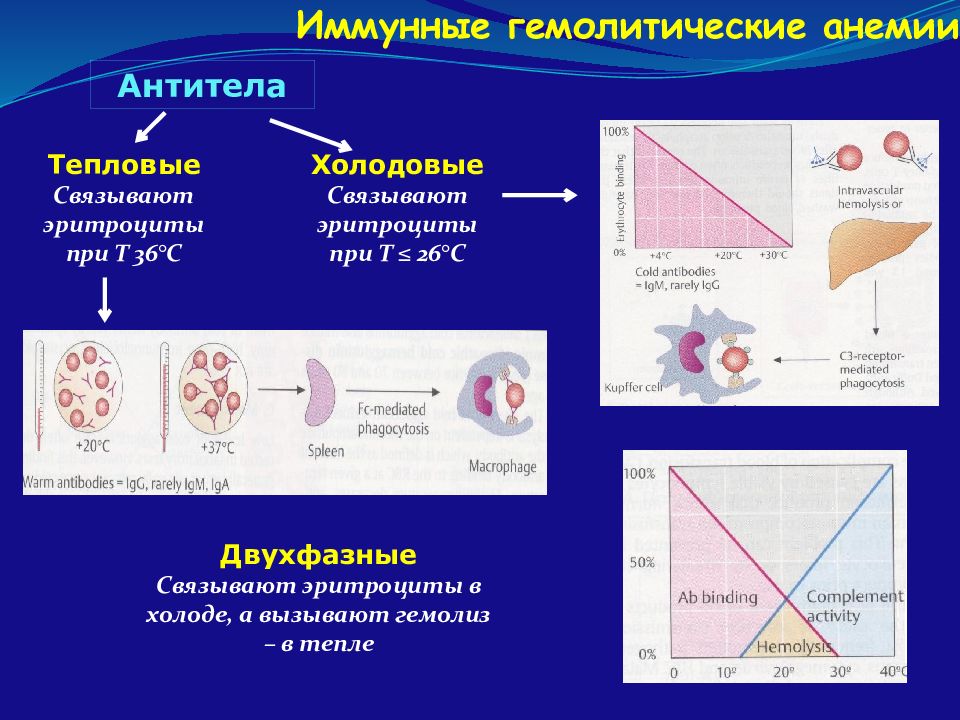 Аутоиммунная гемолитическая анемия презентация