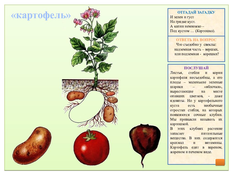 Игра вершки и корешки в картинках