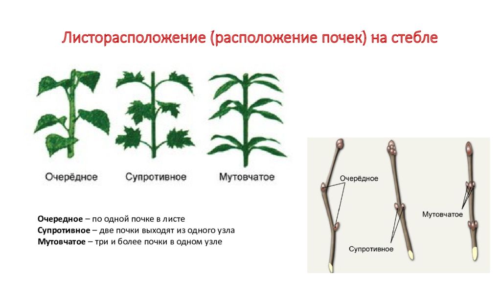 Листорасположение побега изображенного на рисунке