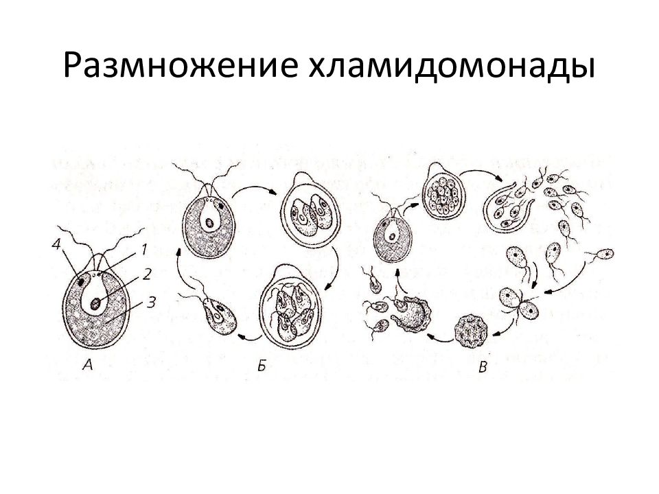 Какой способ размножения хламидомонады. Зигота хламидомонады. Размножение водорослей хламидомонада. Жизненный цикл хламидомонады. Бесполое размножение хламидомонады.