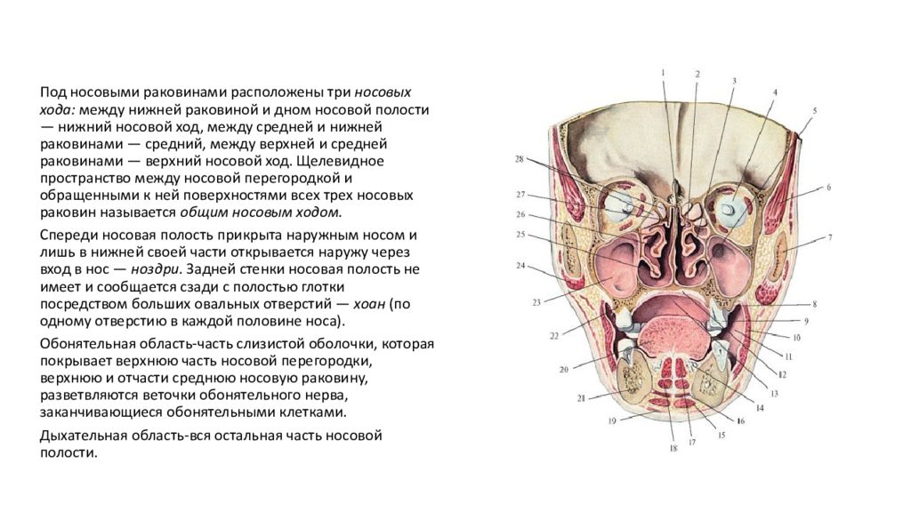 Раковины в носовой полости