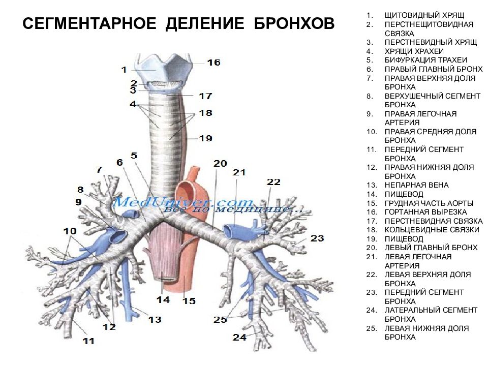 Бронхи анатомия. Сегментырные брлнзи верхних долей. Трахея и бронхиальное дерево анатомия. Трахея бронхи бронхиальное дерево. Сегментарное строение бронхиального дерева.