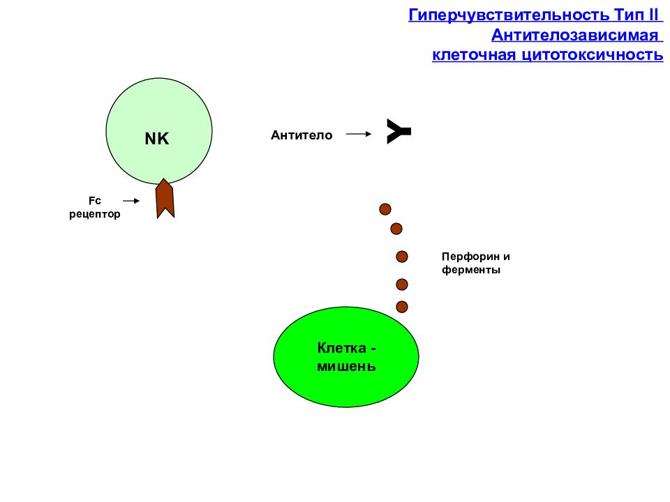 Иммунологическая реактивность. Гиперчувствительность 2 типа клетки. II Тип - антителозависимая цитотоксичность. Дисрегуляции иммунных клеток..