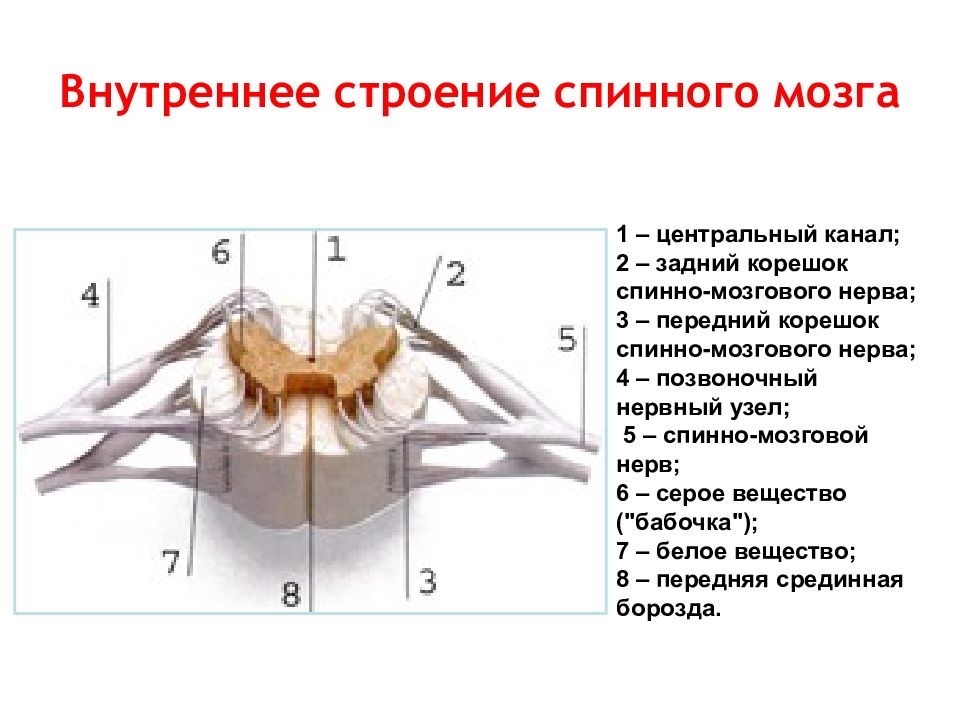 Под цифрой 5 на рисунке обозначены спинномозговой канал