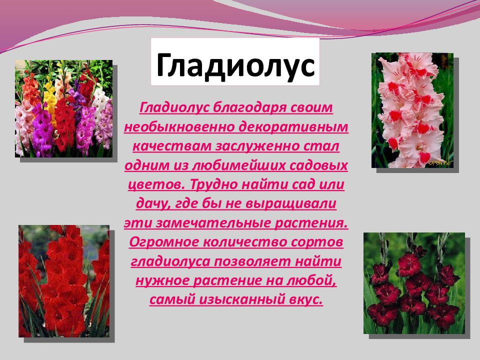 Гладиолус описание. Шпажника (Gladiolus) капское царство. Садовые цветы с описанием для детей. Гладиолусы презентация.