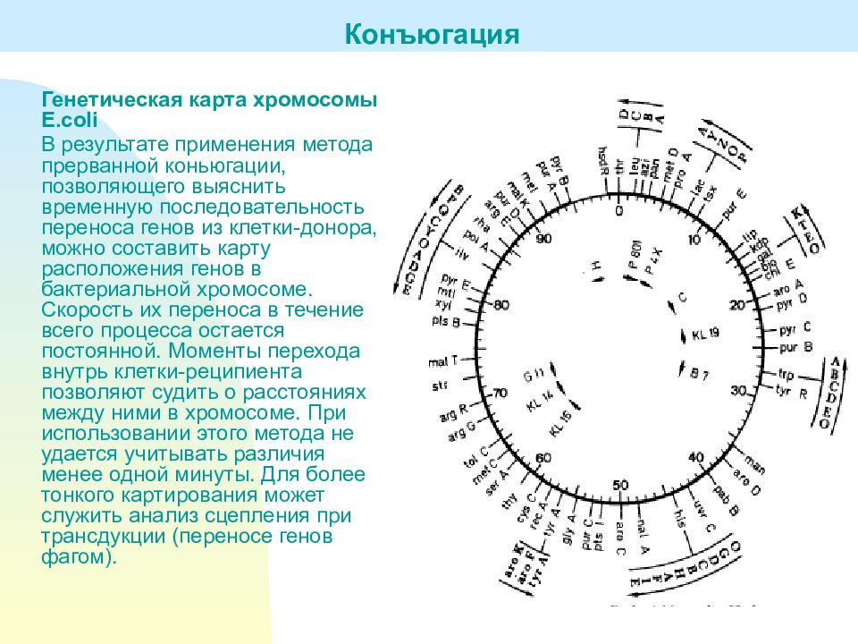 Генетическая карта микроорганизмов