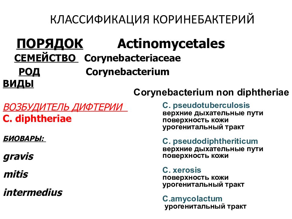 Дифтерия микробиология презентация