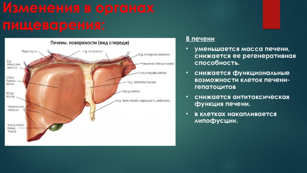 Изменение органов. Антитоксическая функция печени. Печень это орган пищеварительной системы. Изменения печени при старении. Причины и механизмы нарушений антитоксической функции печени..