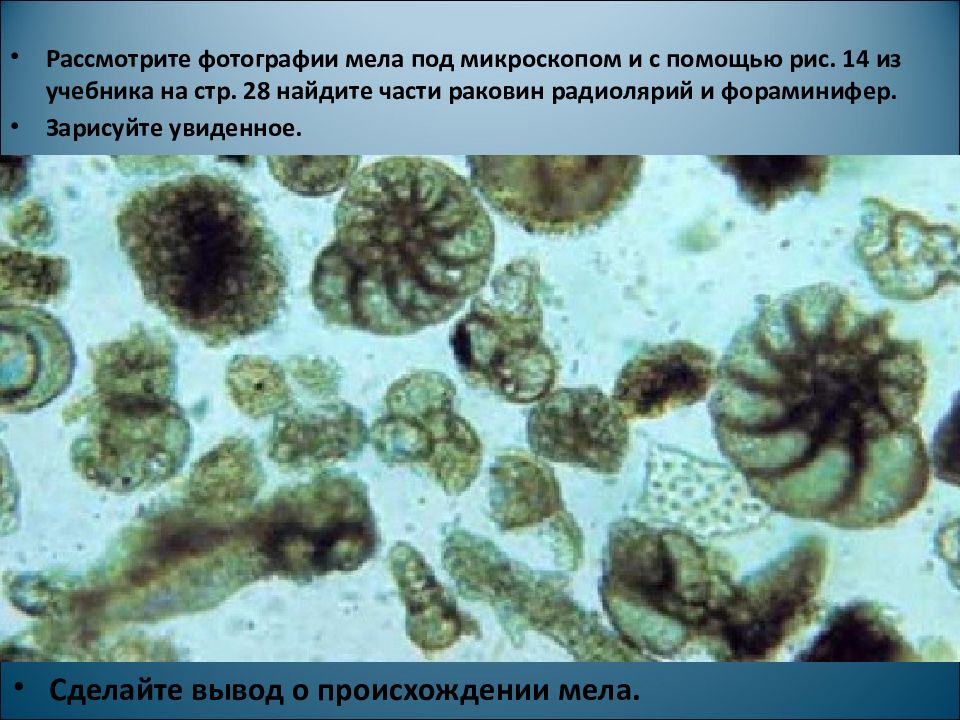 Мел под микроскопом. Изучение мела под микроскопом. Изучение мела под микроскопом 7 класс биология. Мел под микроскопом фораминиферы. Экскременты под микроскопом.