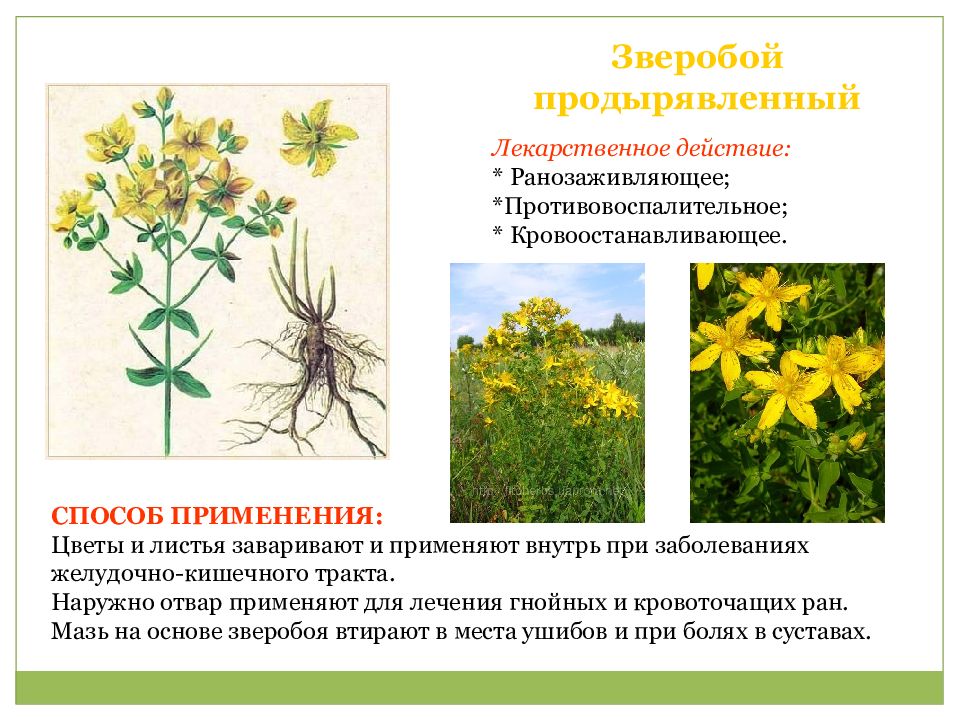 Лекарственные растения пензенской области фото и описание
