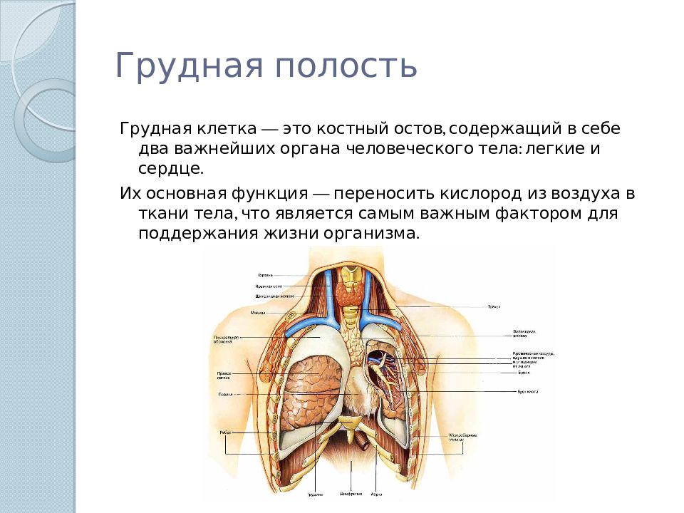 Название полостей человека. Грудная полость тела человека. Органы грудной полости анатомия.