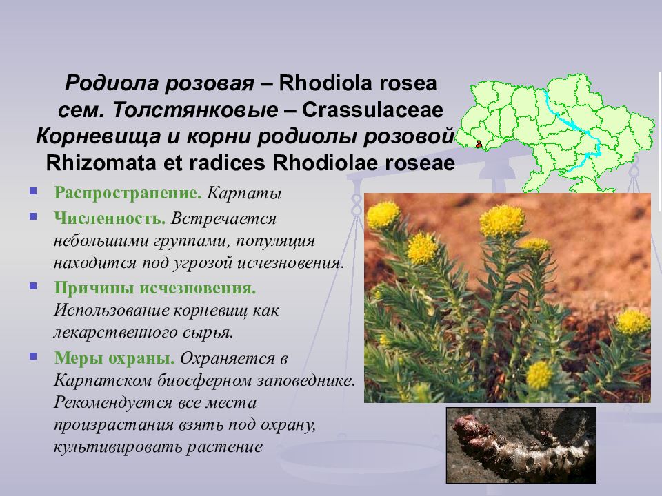 Родиола розовая презентация