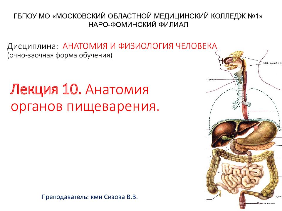 Лекция 10. Анатомия органов пищеварения.