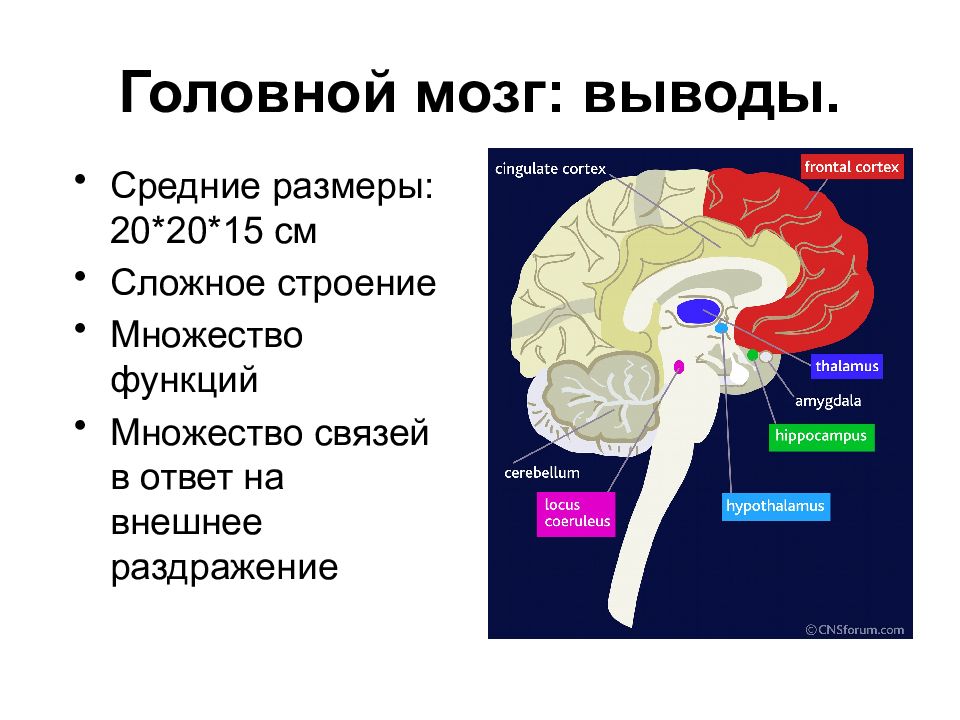 3 типа мозга