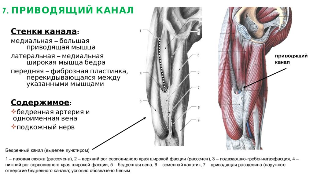 Бедренный канал схема