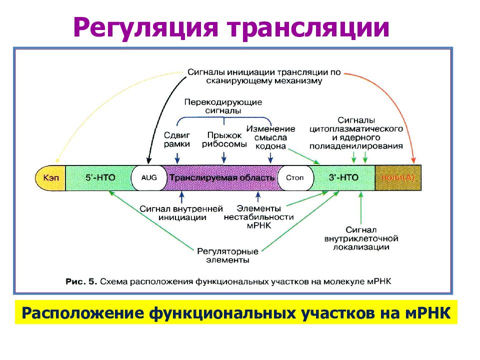 Трансляция генов. Регуляция генов на трансляционном уровне. Трансляционная регуляция экспрессии генов эукариот. Уровни регуляции экспрессии генов. Регуляция экспрессии генов уровни генный.