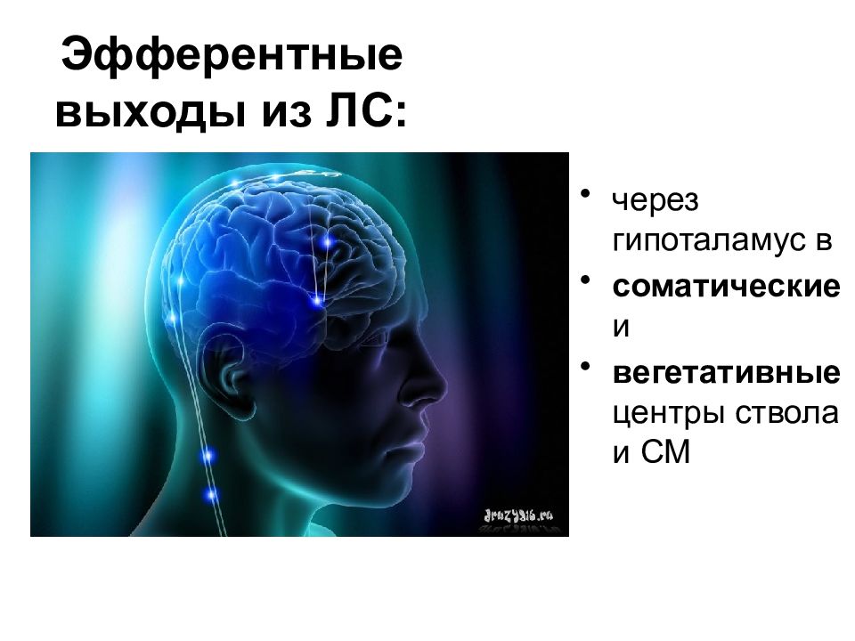 Нейрофизиология картинки для презентации