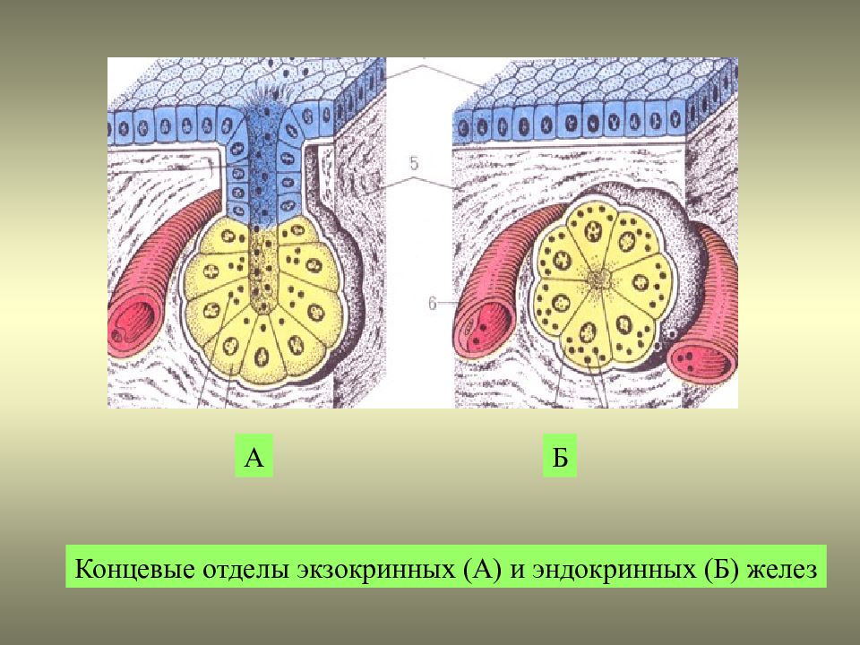 Эпителия желез. Железистый экзокринный эпителий. Железистый эндокринный эпителий. Железистый эпителий экзокринный и эндокринный. Эндокринный железистый эпителий гистология.