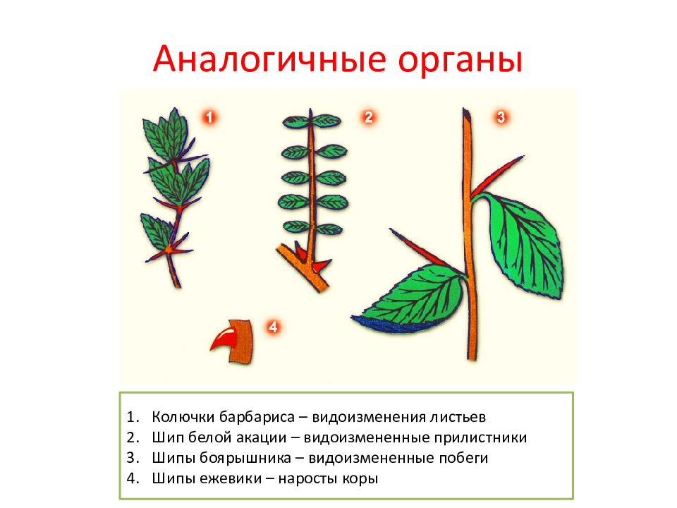 Аналогичные органы. Видоизменение листа барбариса. Барбарис колючки видоизменение побегов. Видоизмененные прилистники. Барбарис видоизменение листьев.
