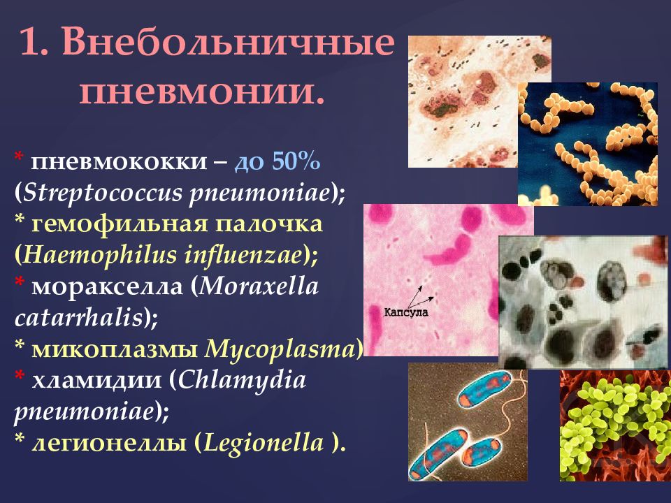 Какие возбудители вызывают пневмонию. Пневмококки микробиология морфология. Стрептококк пневмония микробиология. Стрептококк пневмония микроскопия. Пневмококк бактерия.
