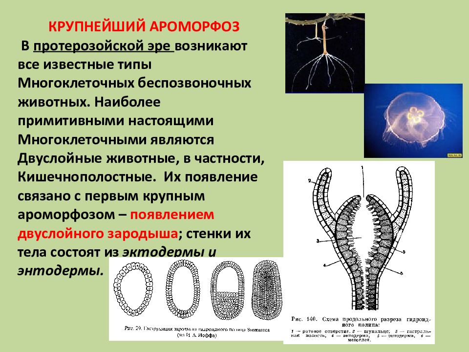 Ароморфоз организмы. Ароморфозы многоклеточных. Основные ароморфозы в эволюции многоклеточных животных. Возникновение многоклеточности это ароморфоз. Основные ароморфозы беспозвоночных животных.