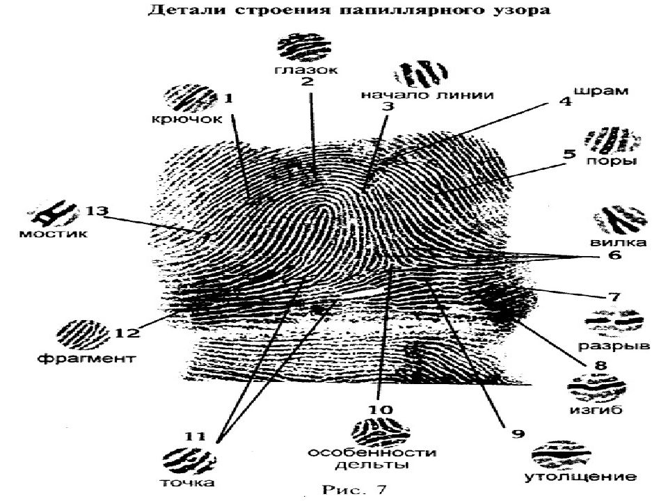 Криминалистика в схемах