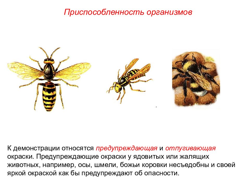 Предупреждающая окраска пчелы. Приспособленность пчелы. Пчела вид приспособленности. Идиоадаптация пчелы. Оса окраска тела.